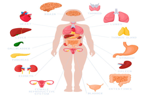 Visualizing Female Anatomy: How to Use a Woman Internal Organs Infographic in Medical and Educational Projects